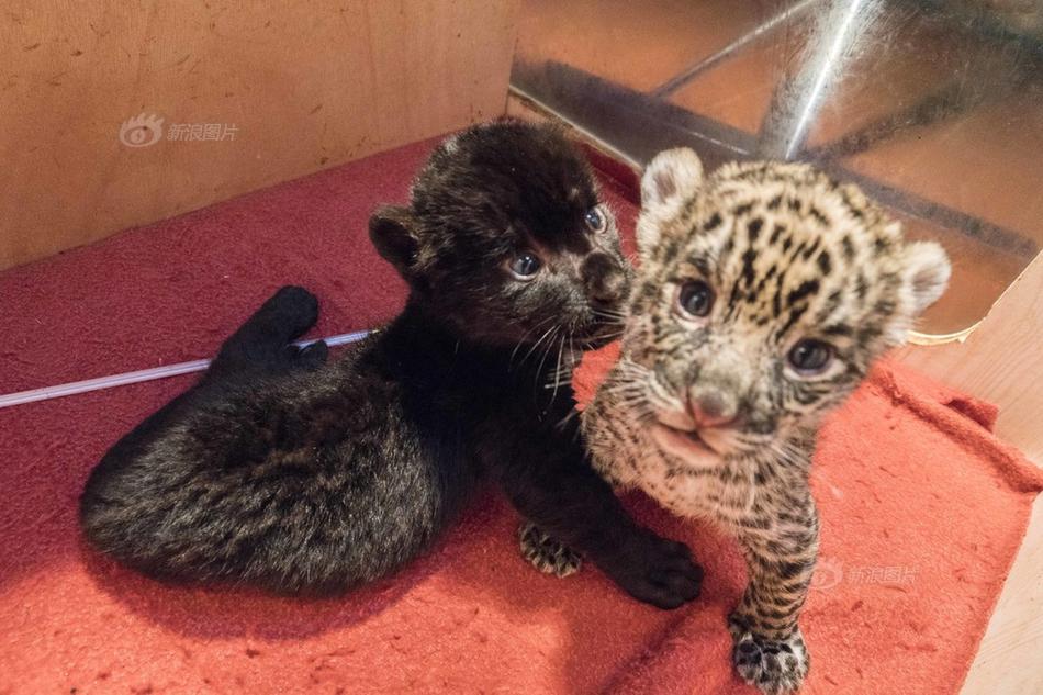 簪星小說TXT免費下載