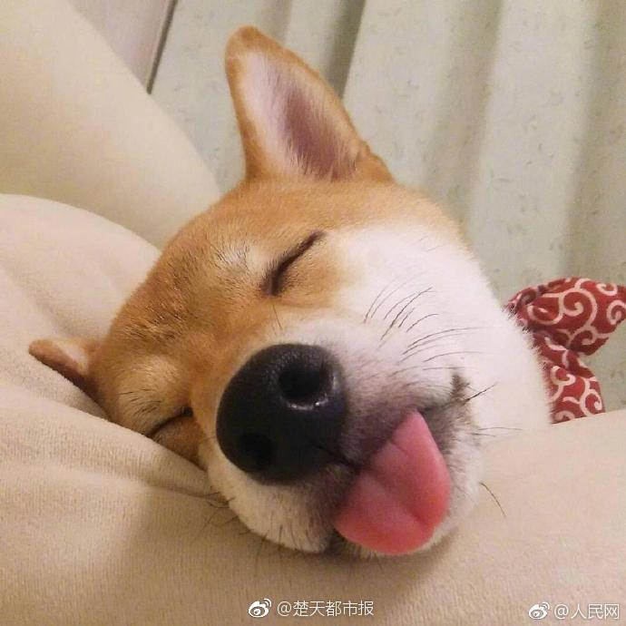 嶧南之桐TXT百度網盤