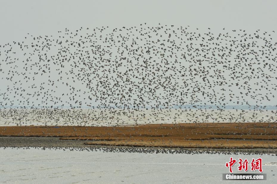 《龍血》txt百度網(wǎng)盤
