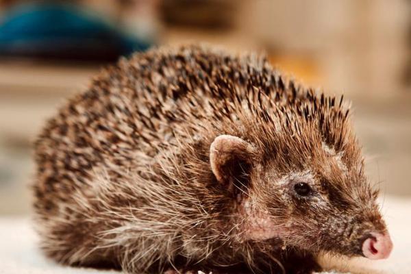 長批后被陰郁皇弟TXT筆趣閣免費