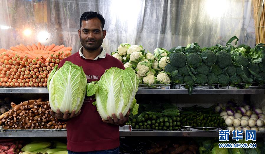 《飛蛾撲火》by Walnut