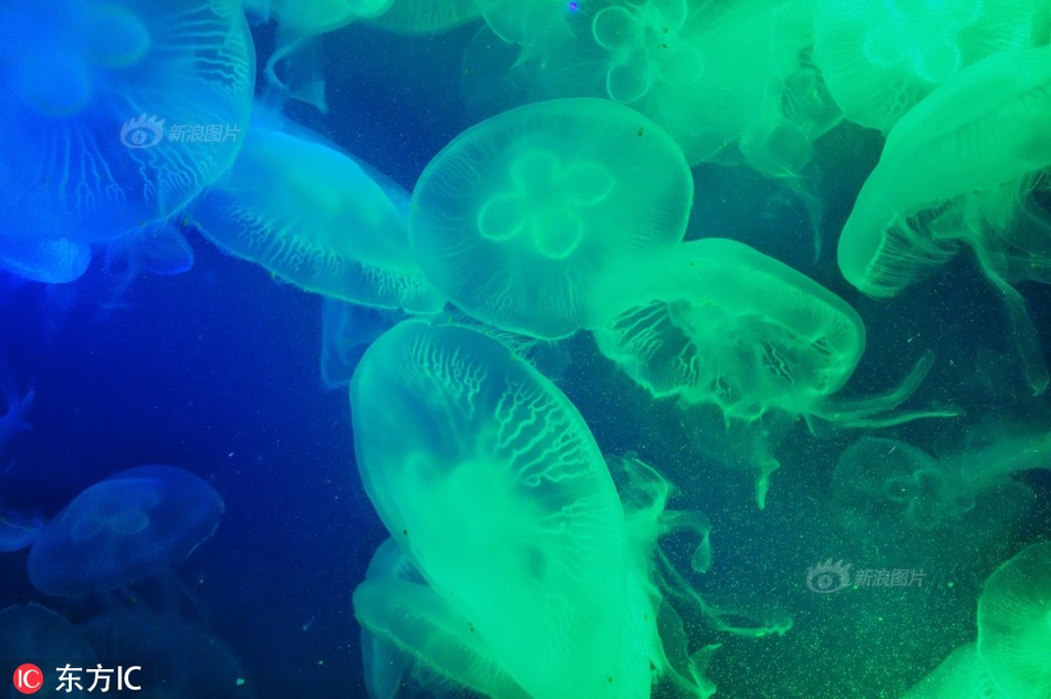 《總裁小職員》txt東渡日記免費