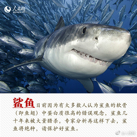 (hp)論教授養成的可行性與精準性