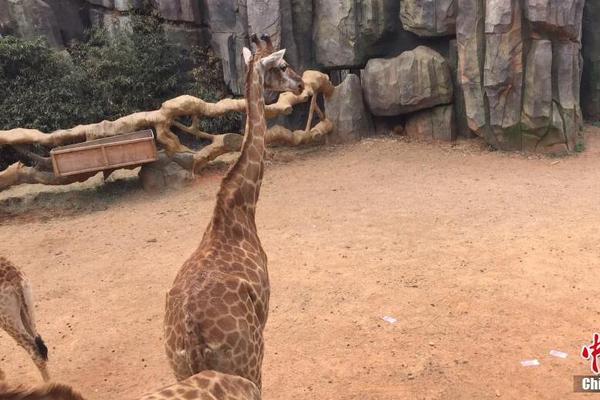 崽崽放養計劃by余小捌