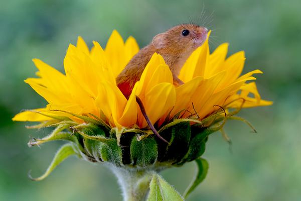 筆趣閣漫畫小說整合版