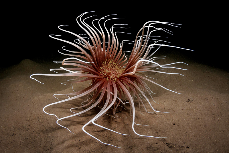 阿v拍攝指南by阿司全文閱讀筆趣閣最