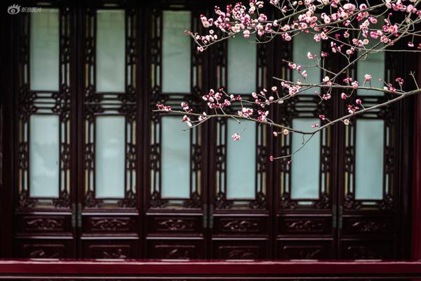 《活惡》金銀花露原文txt