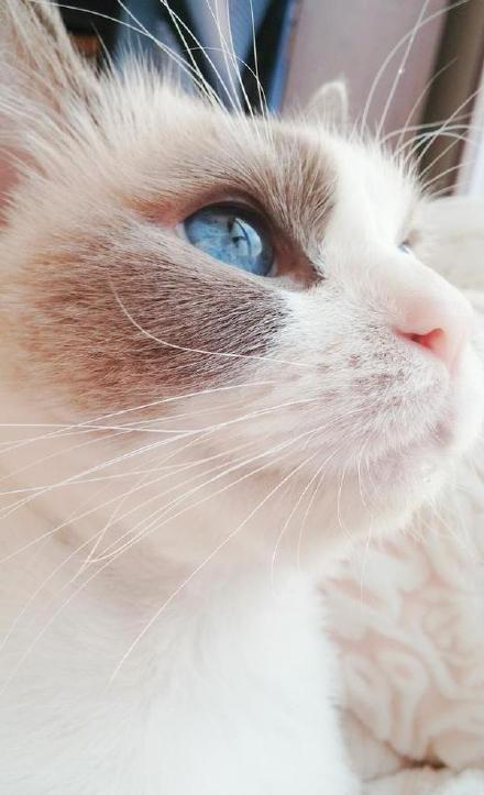 by蘇二兩的小說(shuō)