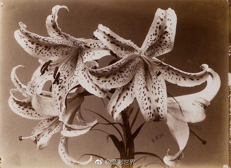 茍活與重生(抗日版)