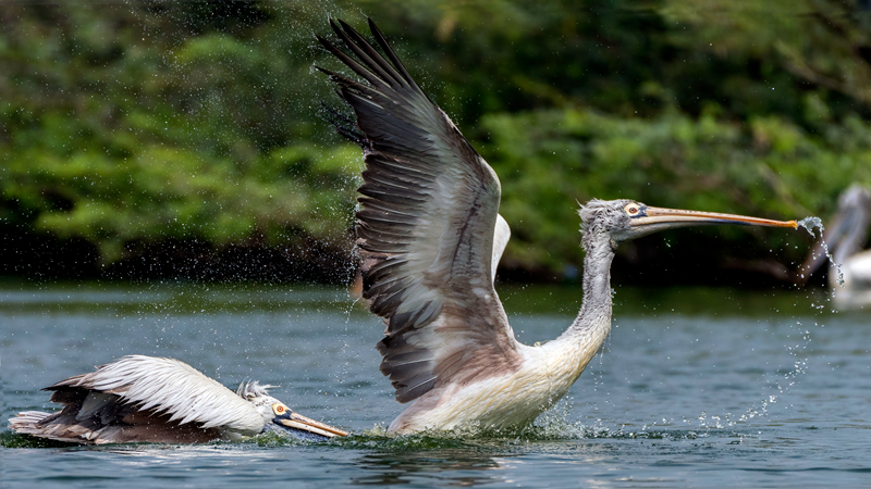 不想了By花卷免費閱讀季堯生日