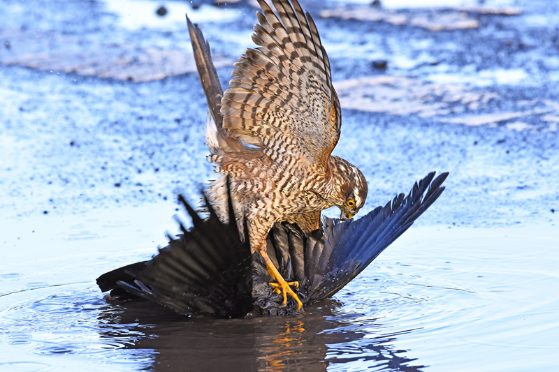 我成了生物課的教具篇1關鍵詞