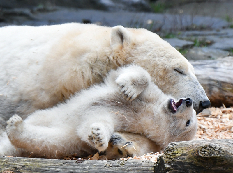 折腰筆趣閣蓬萊客 無彈窗