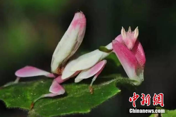 長嫂為妻po暮色酒歌筆趣閣