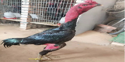 掌中雀by棄吳鉤