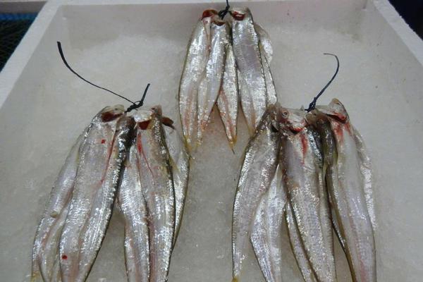 《溫火燉-》by鮮蝦皮皮醬