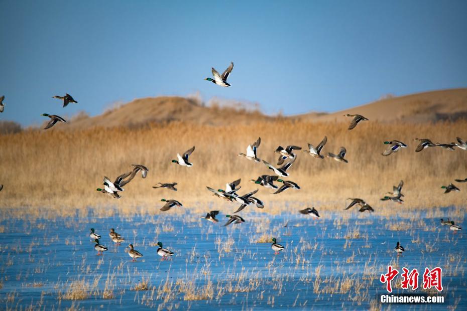 針鋒對決百度云txt百度云