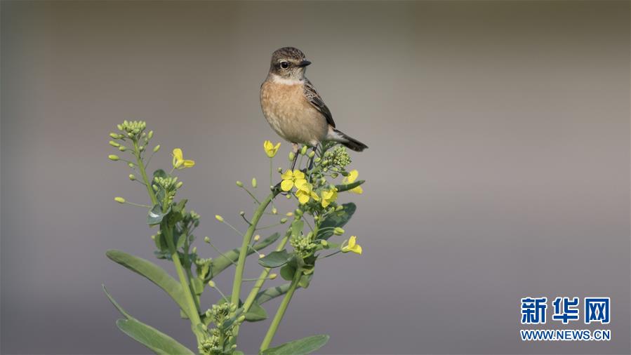 農門妻莫家五兄弟txt