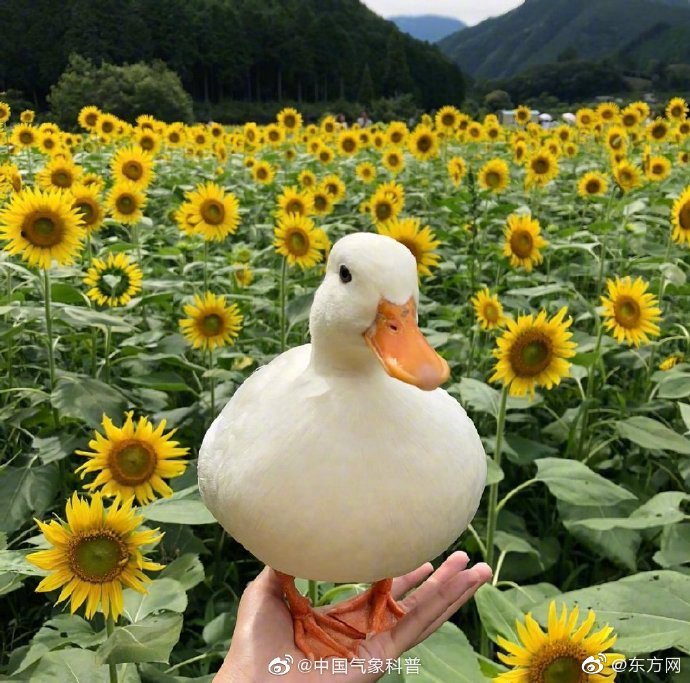 白領情事磨刀狂徒TXT奇書網