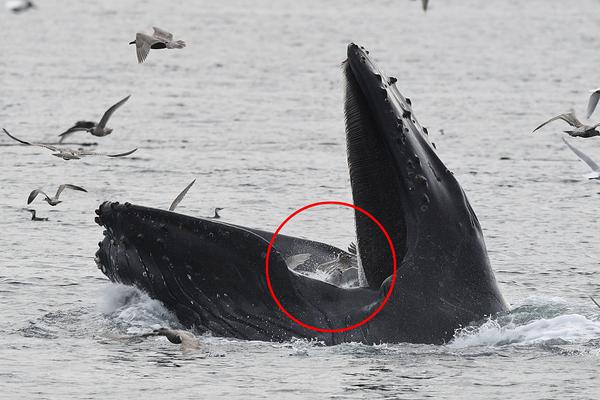 HPx你當你吃魔杖