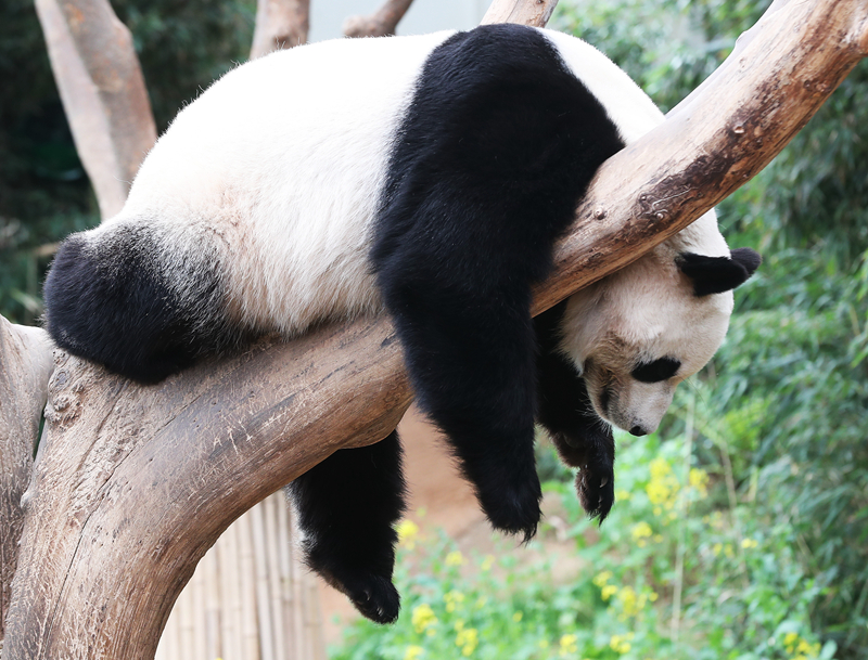 穿成np文的女配