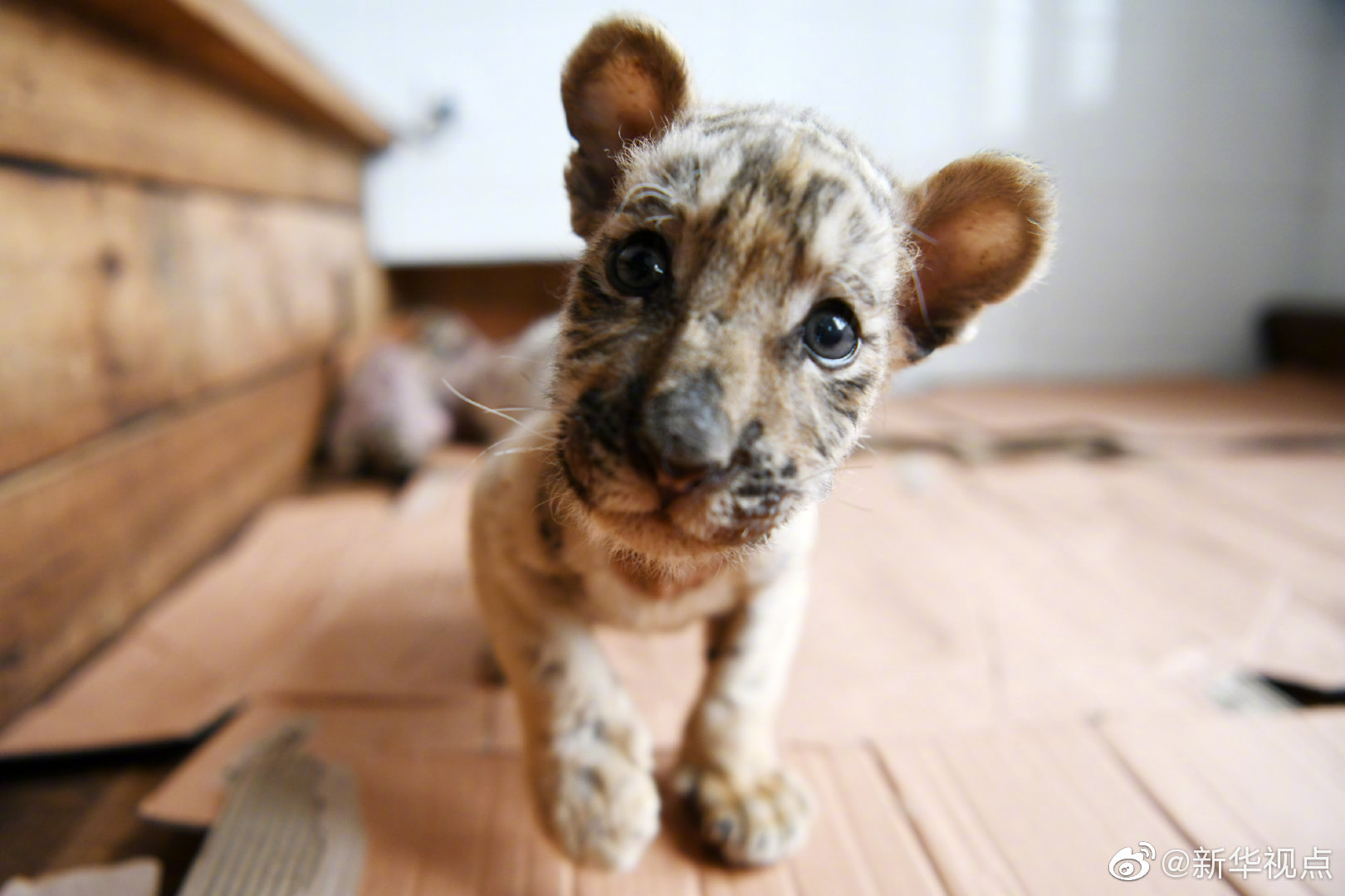 [綜]我有盛世美顏